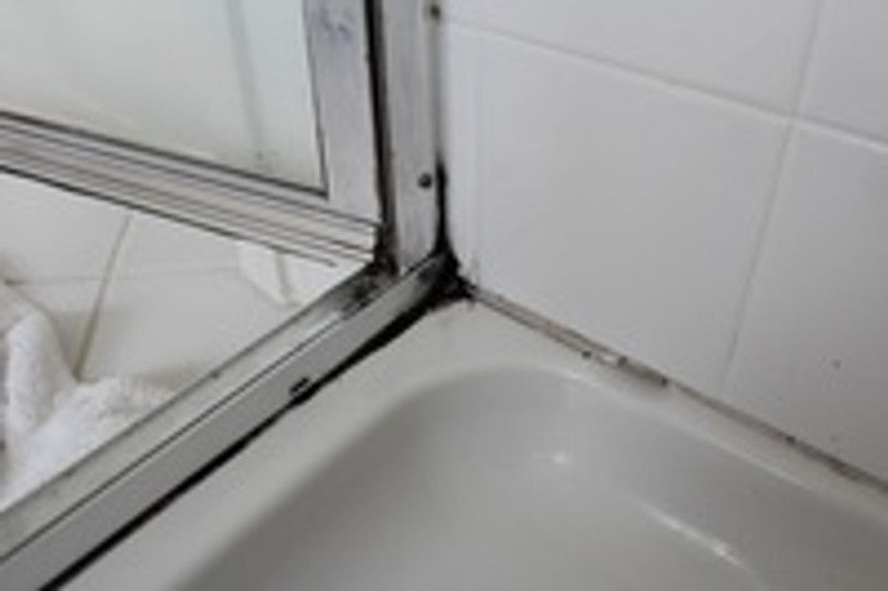 About Mould and How to Treat