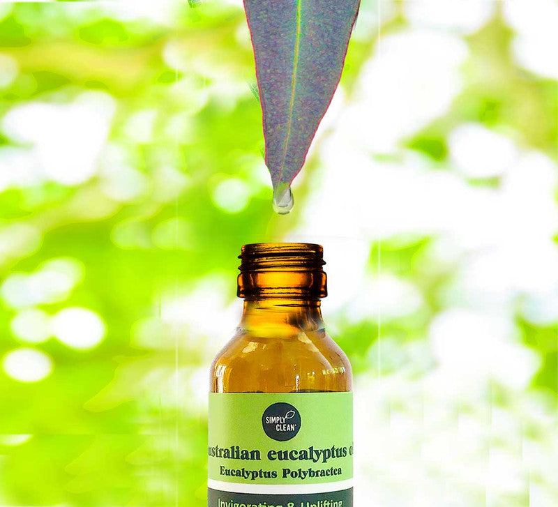 Eucalyptus Oil - The Super Effective All Rounder