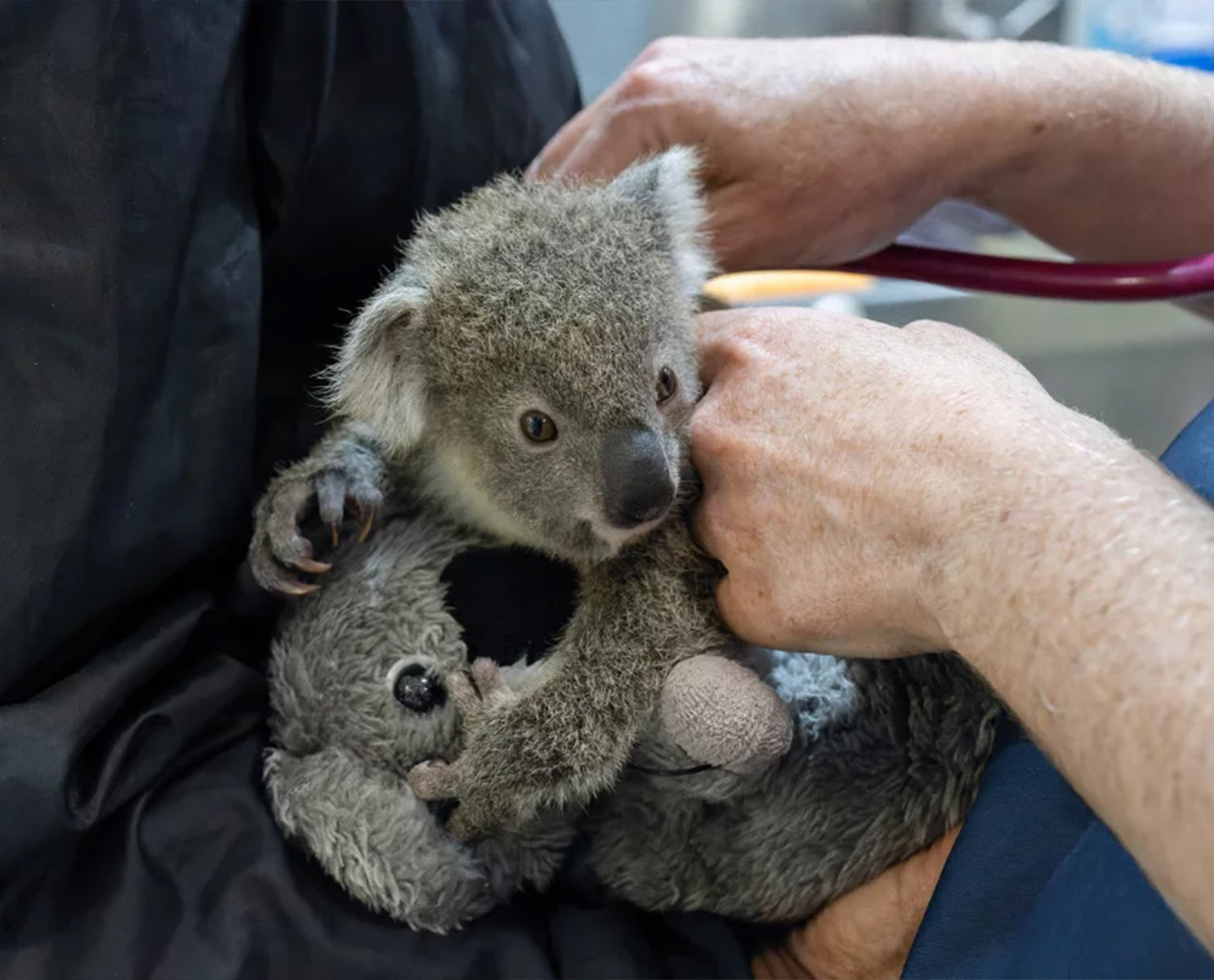 Koala Gifts